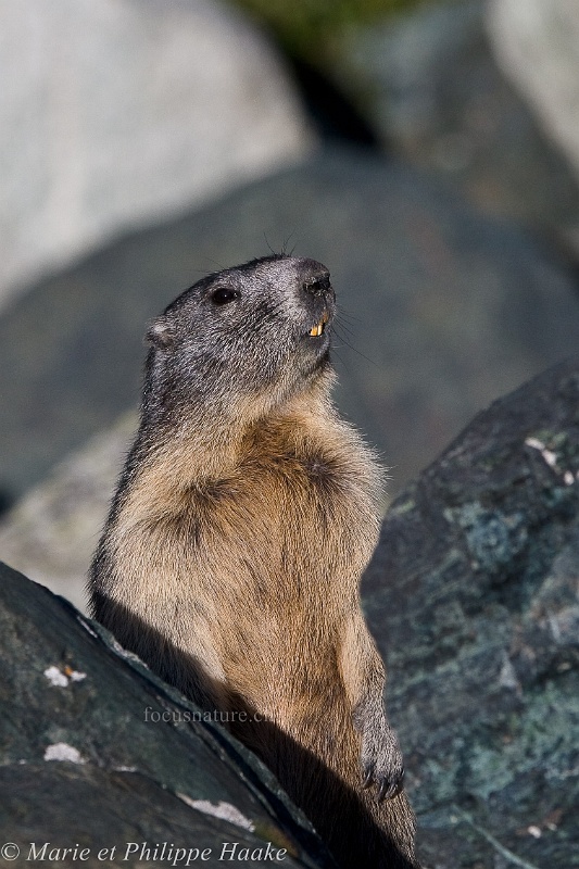 Marmotte 4043_wm.jpg - Nez en l'air et dents en avant! (Grimentz, Valais, Suisse, septembre 2009)